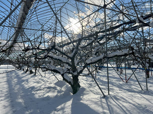 農家の高齢化と耕作放棄地増加はなぜ問題?農業や地域に還元するアンスリーファームの活動も紹介