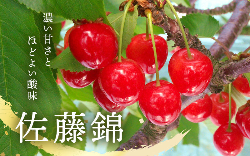 さくらんぼ – アンスリーファーム