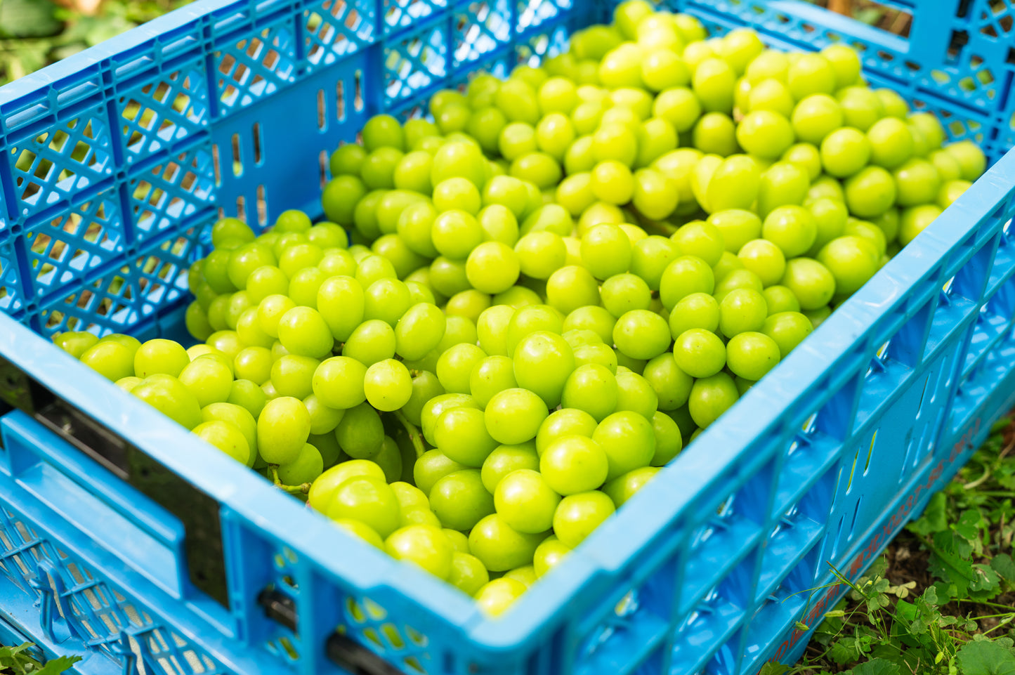 シャインマスカット　1～3房入　約1kg以上　SHAW-01  訳あり用 【全国送料無料】