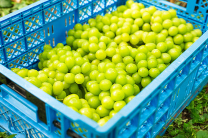 シャインマスカット　1～3房入　約1kg以上　SHAW-01  訳あり用 【全国送料無料】