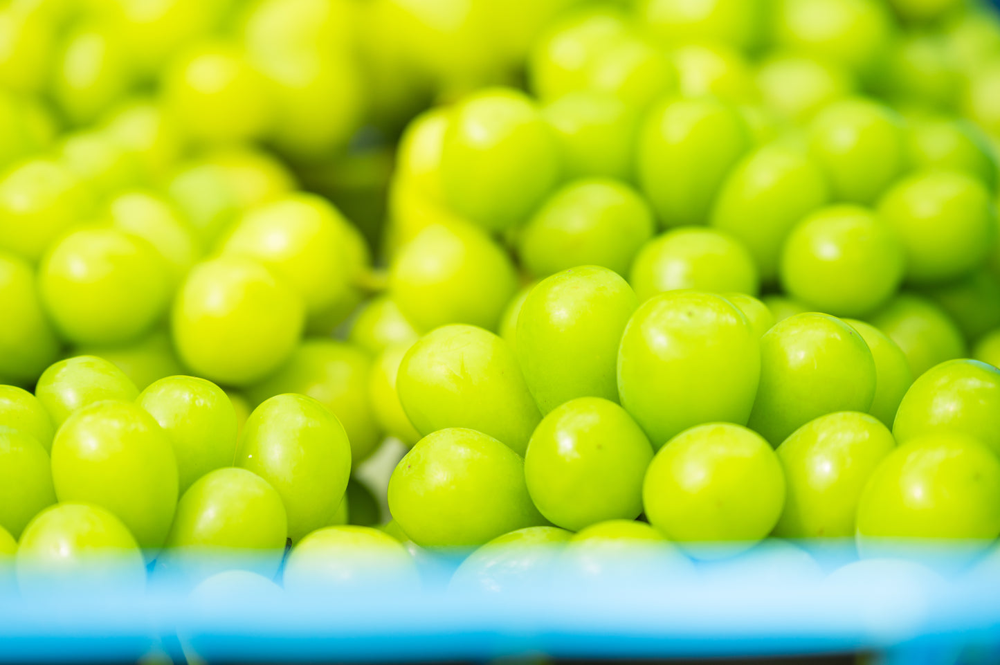 シャインマスカット　1～3房入　約1kg以上　SHAW-01  訳あり用 【全国送料無料】