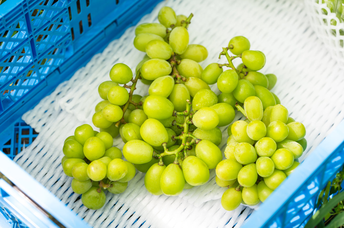 シャインマスカット　1～3房入　約1kg以上　SHAW-01  訳あり用 【全国送料無料】