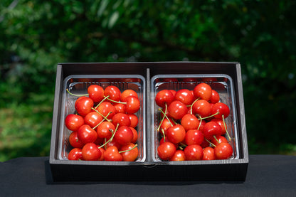 さくらんぼ 紅秀峰 秀品 2Lサイズ以上 600g B-02【全国送料無料】