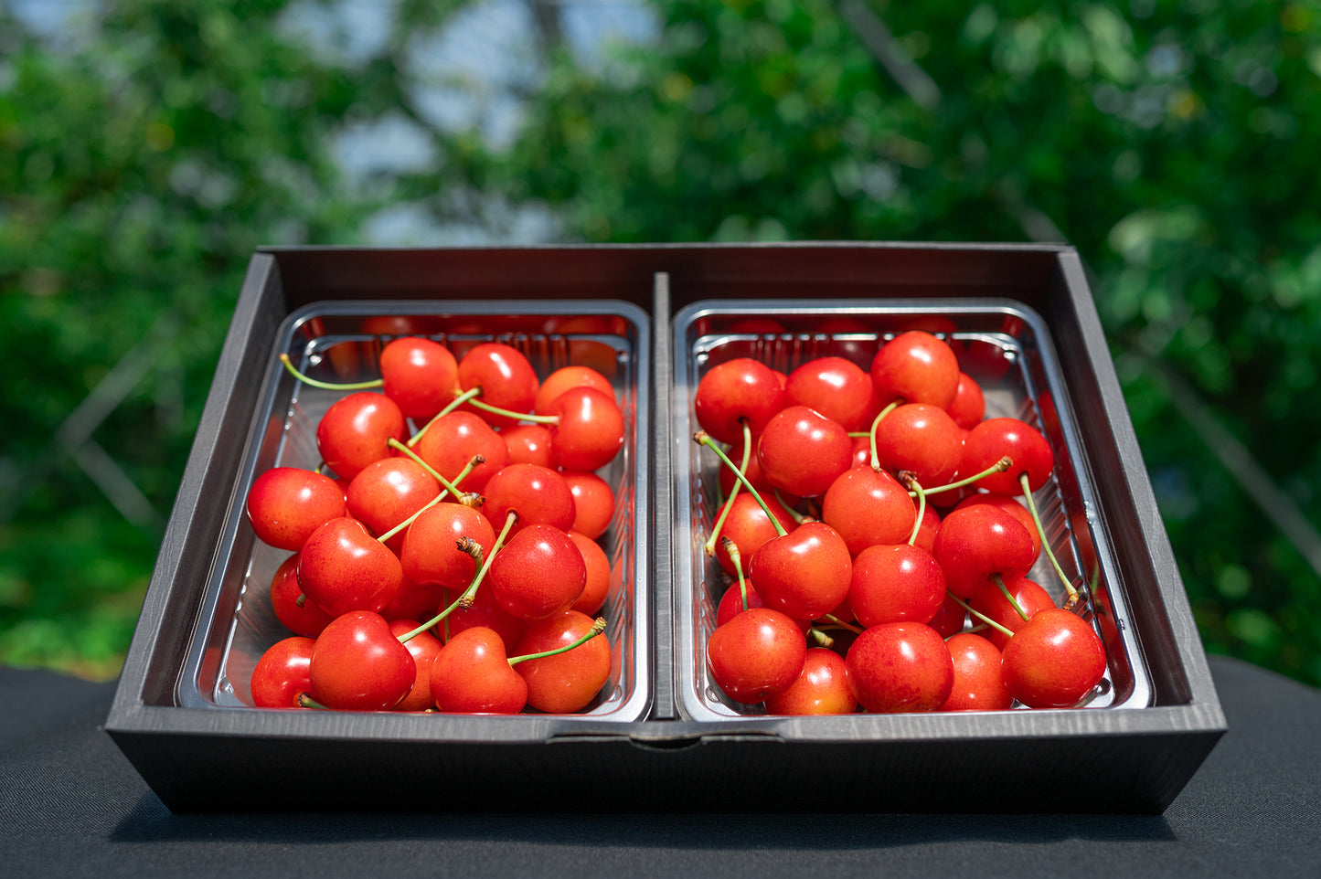 さくらんぼ 紅秀峰 秀品 2Lサイズ以上 600g B-02【全国送料無料】