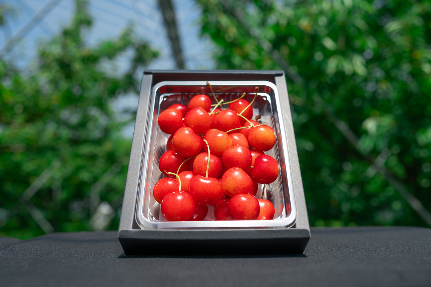 さくらんぼ 紅秀峰 秀品 2Lサイズ以上 300g B-04
