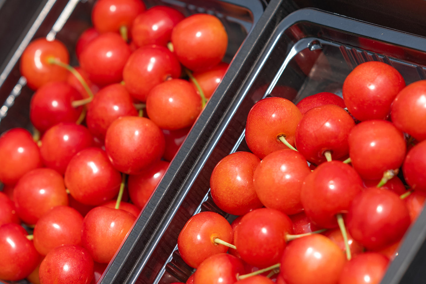 さくらんぼ 佐藤錦 秀品 2Lサイズ以上 600g S-06【全国送料無料】